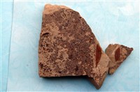 藏品(植物化石)的圖片